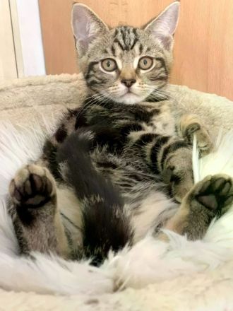 BKH Kitten Silber Tabby Classic( marmor muster, getupft)whiskas muster