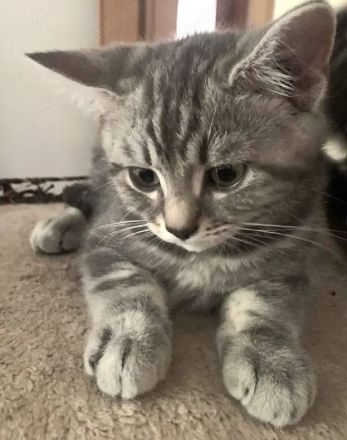 BKH Kitten Silber Tabby Classic( marmor muster, getupft)whiskas muster