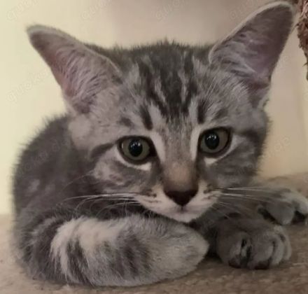 BKH Kitten Silber Tabby Classic( marmor muster, getupft)whiskas muster