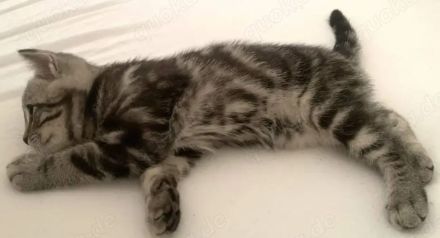 BKH Kitten Silber Tabby Classic( marmor muster, getupft)whiskas muster