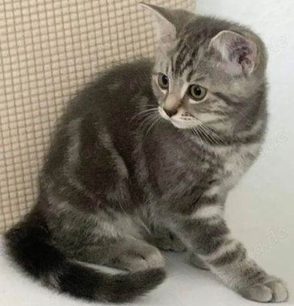BKH Kitten Silber Tabby Classic( marmor muster, getupft)whiskas muster