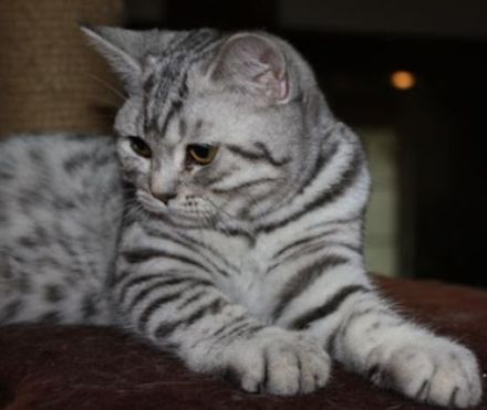 BKH Kitten Silber Tabby Classic( marmor muster, getupft)whiskas muster