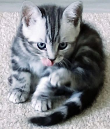 BKH Kitten Silber Tabby Classic( marmor muster, getupft)whiskas muster