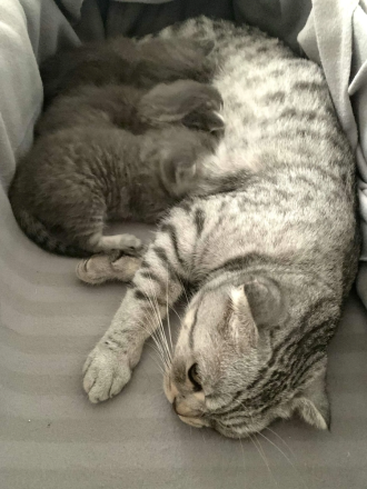 BKH Kitten Silber Tabby Classic( marmor muster, getupft)whiskas muster