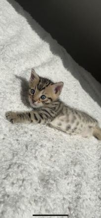 Bengal mix Kitten