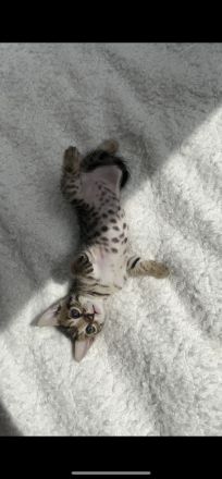 Bengal mix Kitten