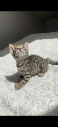 Bengal mix Kitten