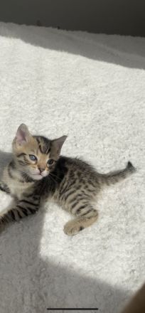 Bengal mix Kitten