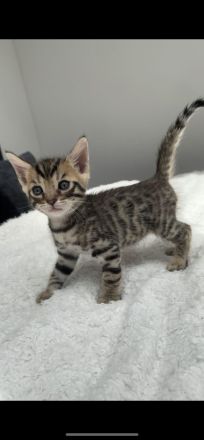 Bengal mix Kitten
