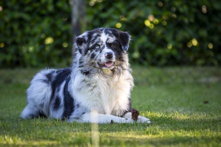 Australian Shepherd (Deckrüde) "Jace" vom Obersee