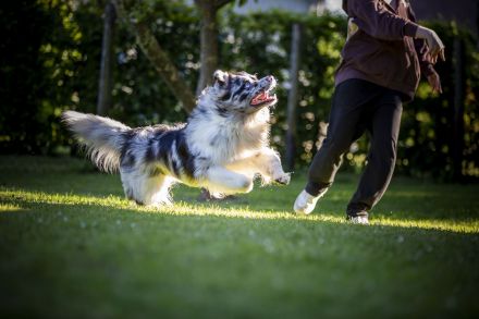 Australian Shepherd (Deckrüde) "Jace" vom Obersee