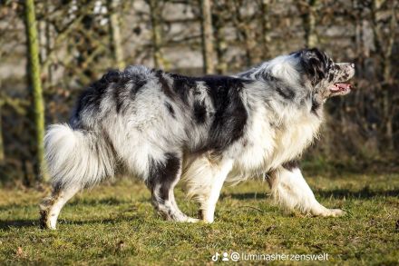 Australian Shepherd (Deckrüde) "Jace" vom Obersee