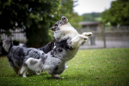 Australian Shepherd (Deckrüde) "Jace" vom Obersee