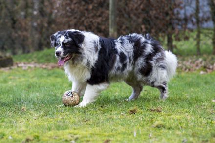 Australian Shepherd (Deckrüde) "Jace" vom Obersee