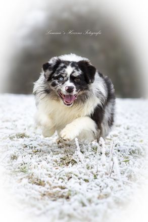 Australian Shepherd (Deckrüde) "Jace" vom Obersee