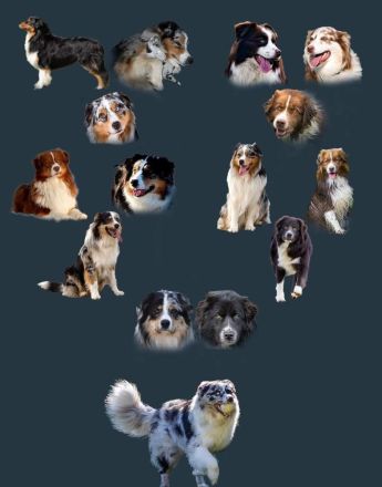 Australian Shepherd (Deckrüde) "Jace" vom Obersee