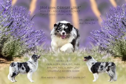 Australian Shepherd (Deckrüde) "Jace" vom Obersee