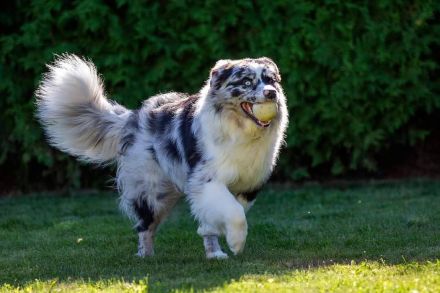 Australian Shepherd (Deckrüde) "Jace" vom Obersee
