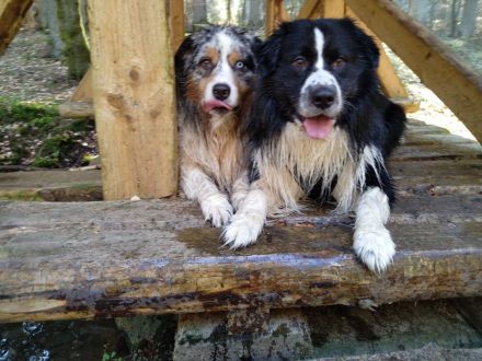 Australian Shepherd (Deckrüde) Dust in the Wind vom Obersee "Dusty"