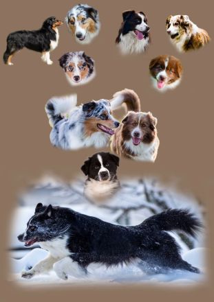 Australian Shepherd (Deckrüde) Dust in the Wind vom Obersee "Dusty"