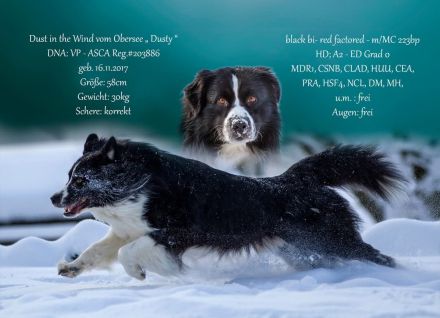 Australian Shepherd (Deckrüde) Dust in the Wind vom Obersee "Dusty"