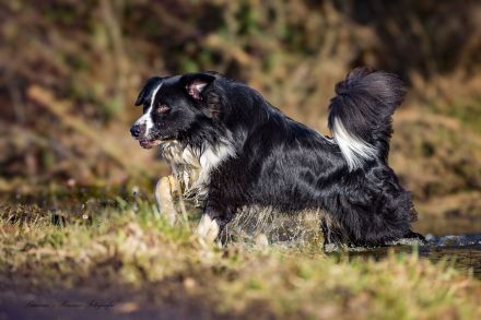 Australian Shepherd (Deckrüde) Dust in the Wind vom Obersee "Dusty"