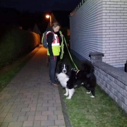 Australian Shepherd (Deckrüde) Dust in the Wind vom Obersee "Dusty"