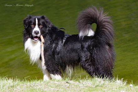 Australian Shepherd (Deckrüde) Dust in the Wind vom Obersee "Dusty"