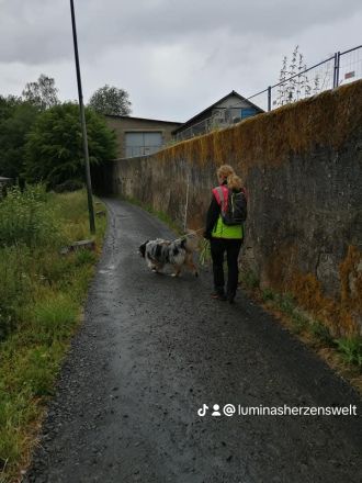 Australian Shepherd (Deckrüde) Blue Mountain Pepper