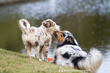 Australian Shepherd (Deckrüde) Blue Mountain Pepper