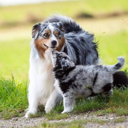 Australian Shepherd (Deckrüde) Blue Mountain Pepper