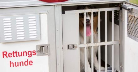 Australian Shepherd (Deckrüde) Blue Mountain Pepper