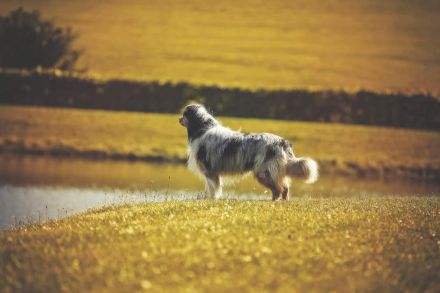 Australian Shepherd (Deckrüde) Blue Mountain Pepper