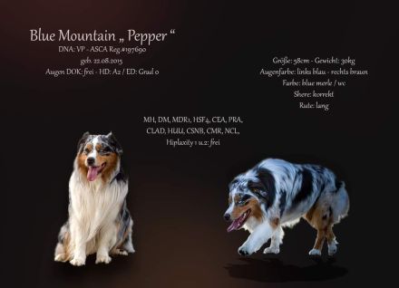 Australian Shepherd (Deckrüde) Blue Mountain Pepper