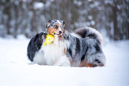 Australian Shepherd (Deckrüde) Blue Mountain Pepper