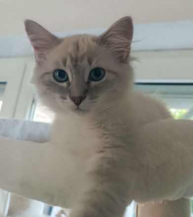 Sibirische Katzen / Neva Masquarade