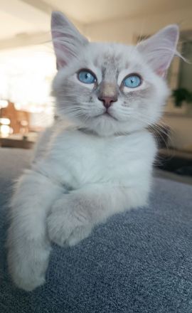 Sibirische Katzen / Neva Masquarade