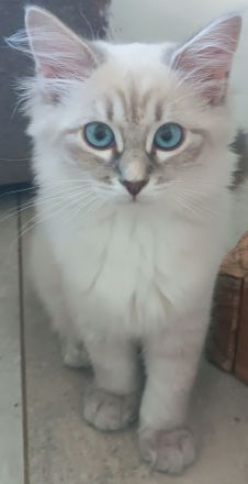 Sibirische Katzen / Neva Masquarade