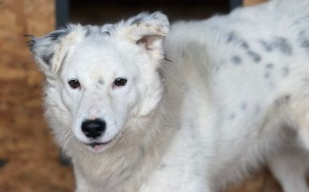 Sportlicher Gismo sucht sein aktives Gegenstück