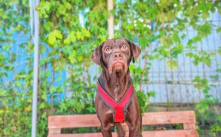 Freundliche Seele Odin sucht Heimat