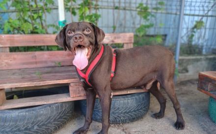 Freundliche Seele Odin sucht Heimat