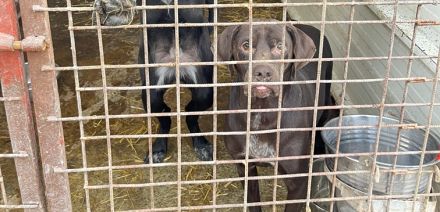 Freundliche Seele Odin sucht Heimat