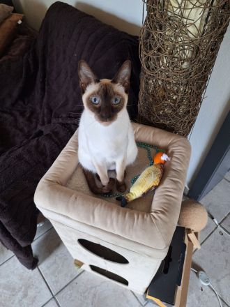 Siam alte Form, Thaikatze Thaikitten mit Stammbaum