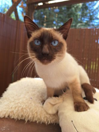 Siam alte Form, Thaikatze Thaikitten mit Stammbaum