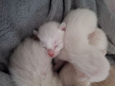 Siam alte Form, Thaikatze Thaikitten mit Stammbaum