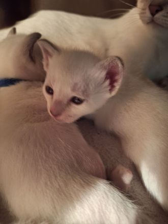 Siam alte Form, Thaikatze Thaikitten mit Stammbaum