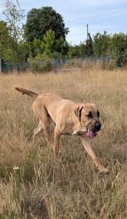 Dänischer Broholmer DECKRÜDE