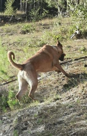 Dänischer Broholmer DECKRÜDE