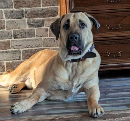 Dänischer Broholmer DECKRÜDE