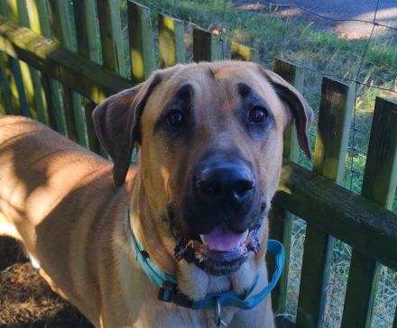 Dänischer Broholmer DECKRÜDE